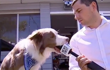 Видеохит: Собака во время интервью «съела» микрофон