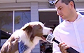 Видеохит: Собака во время интервью «съела» микрофон