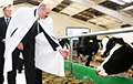 Как пришлось краснеть перед иностранцами за «грязных коров» Лукашенко