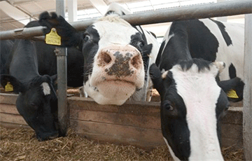 "Everything's Fine With Them": Cows Die In Manure In Homel Region