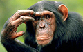 Ученые определили, могут ли обезьяны чувствовать несправедливость
