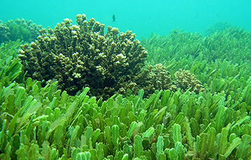 В Японском море обнаружили водоросли для борьбы с коронавирусом