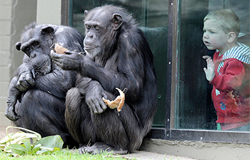 Три главных признака, которые роднят шимпанзе и человека