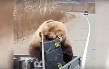 Видеофакт: Медведь забрал контейнер с едой у охотников на Камчатке
