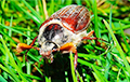 Майские жуки атакуют Гомельскую область