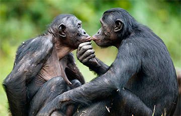 Антропологи: У обезьян бонобо есть ритуал «сватания»