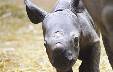 Видеофакт: В Чикаго родился редчайший черный носорог