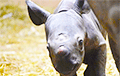 Видеофакт: В Чикаго родился редчайший черный носорог