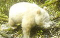Фотафакт: У Кітаі ўпершыню выявілі панду-альбіноса