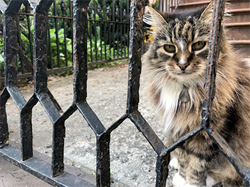 Кошка-эмигрант из Беларуси стала звездой в Бруклине