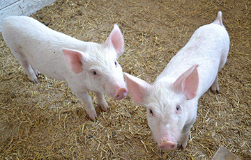 Чиновники объяснили, почему в крупном хозяйстве от голода дохли свиньи