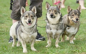 Фотофакт: Как выглядят шведские вальхундахи, которых называют гибридом корги и волка