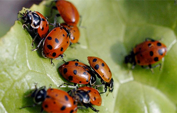 Брытанцы сутыкнуліся з нашэсцем божых каровак