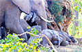 Масавае выміранне сланоў ў Афрыцы: сотні жывёл забіла невядомая хвароба або яд