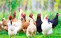 Ученые рассказали, что же на самом деле появилось раньше: курица или яйцо