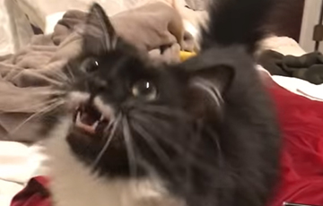 Видео с «говорящей» кошкой стало хитом Сети
