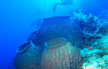 У берегов Австралии обнаружили новый гигантский коралловый риф