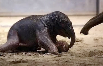 Видеохит: Первые шаги новорожденного слоненка