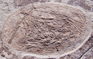 Ученые раскрыли еще один секрет древних птерозавров