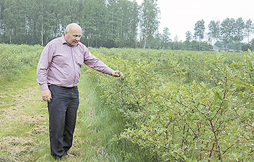 Фермер из Дрогичина: Нет смысла собирать клубнику по 30 копеек за кило