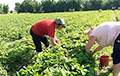 В Беларуси фермеры зовут людей на поле спасать урожай клубники
