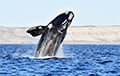 В Калифорнийском заливе кит выпрыгнул из воды и рухнул на яхту