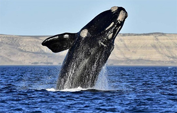 Ученые впервые записали пение японского кита