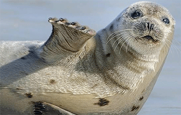Видеохит: Тюлени научились петь тему из «Звездных войн»