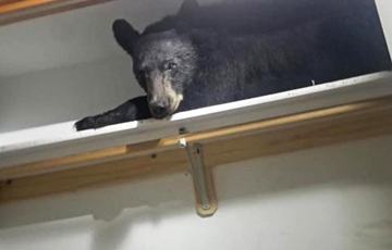 Уснувший на шкафу медведь стал звездой Сети