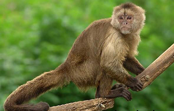 Ученые впервые создали настоящую обезьяну-химеру
