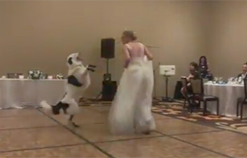 Танцующая со своим псом невеста стала звездой Сети