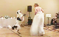 Танцующая со своим псом невеста стала звездой Сети