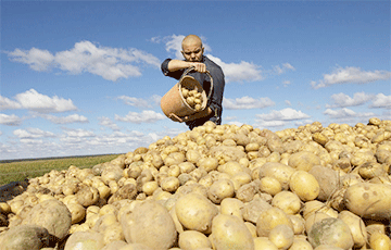 Belarus First Started Importing Potatoes While Harvesting Its Own Crop