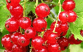 В деревне под Гомелем не собирают ягоды из-за низких закупочных цен