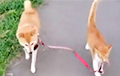 Видеохит: Кот выгуливает собаку по поводке
