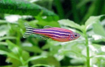 Биологи обнаружили у рыб способность видеть сны