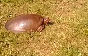 Видео с молниеносной черепахой стало хитом Сети