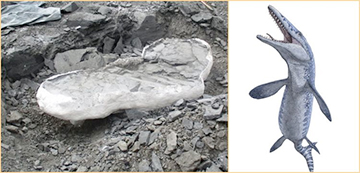 В Канаде шахтеры нашли почти весь скелет древней морской рептилии