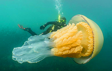 У берегов Британии нашли медузу размером с человека