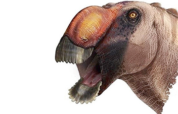 Ученые открыли новый вид динозавра с необычными особенностями