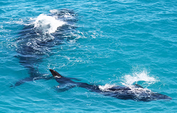 Биологи услышали шепот гладких китов
