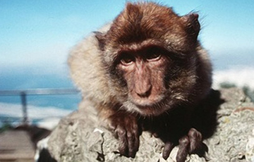 Логичное поведение обезьяны привело Сеть в восторг