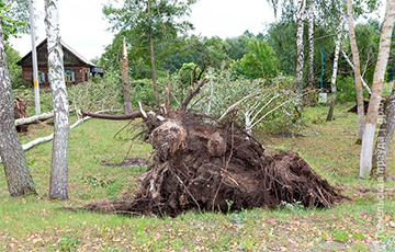 Видеофакт: В Гомельском районе ветер повредил 90 гектаров леса