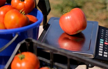 Видеофакт: Чаусские сельчане выращивают гигантские помидоры