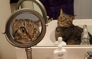 Удивленный своим отражением кот стал звездой Сети