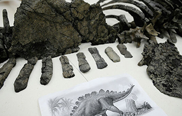 Ученые обнаружили в Марокко необычного динозавра