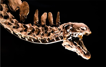 Ученые нашли самого древнего динозавра
