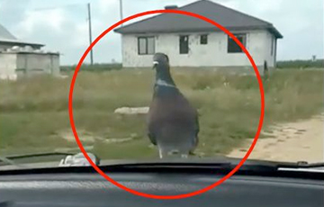 Видеохит: В Ивацевичах голубь катается на авто и гоняется с водителями