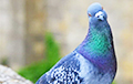 Биолог обучил голубя сортировать картинки вместо нейросети