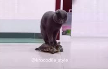 Видеохит: Кот катается на черепахе